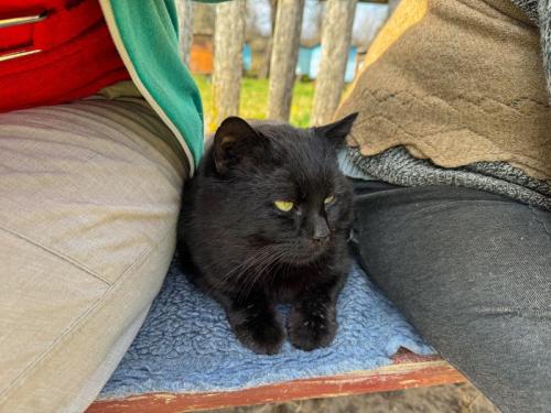 ベンチで人々の間に座る黒猫