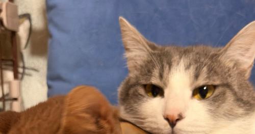 ペットベッドでくつろぐ猫