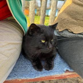 ネズミ駆除や乗客の出迎えをこなして人気の「カフェの黒猫」が、新たに「駅猫」に任命される 英国