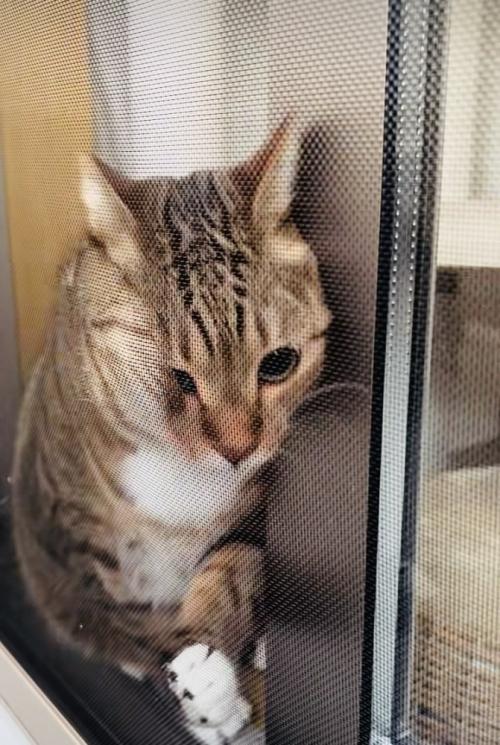網戸と窓の隙間に入ろうとするキジトラ猫