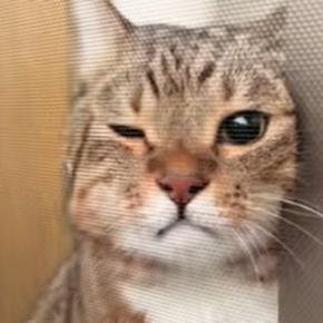 飼い主がベランダに出ると、猫が『危ないよ』と言わんばかりに…一生懸命な様子が可愛すぎると45万再生「顔が好きすぎる」「可愛くて泣ける」