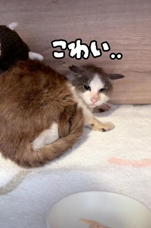 警戒する猫