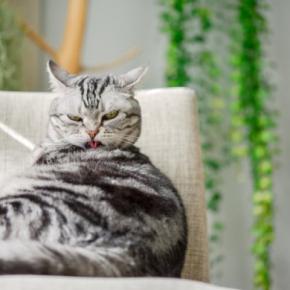 『ストレスを溜めている猫』に生じる変化4つ 放置してはいけない理由や取るべき対応も解説