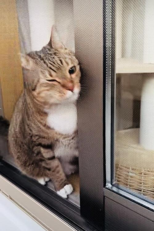 網戸と窓の隙間に入ろうとするキジトラ猫