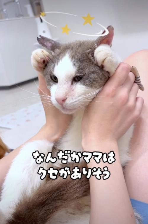 遊ぶ猫