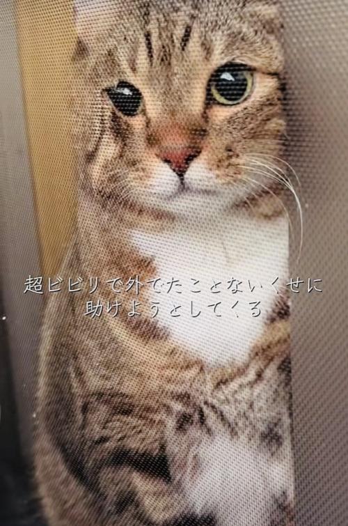 網戸と窓の隙間に入ろうとするキジトラ猫