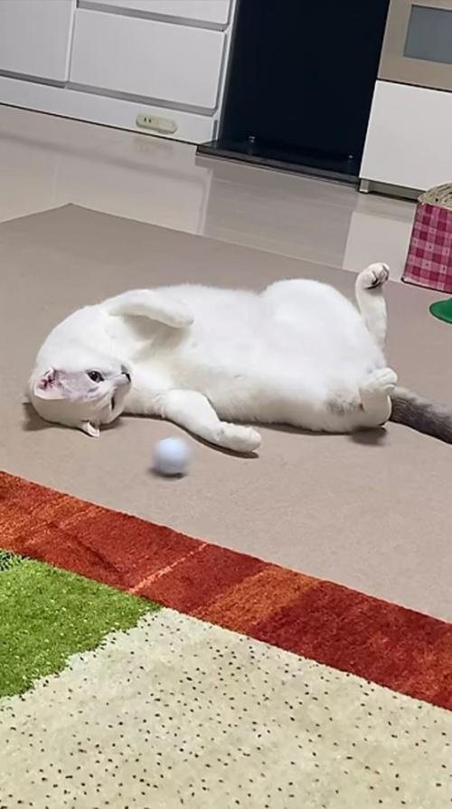 へそ天でゴルフボールを眺める猫