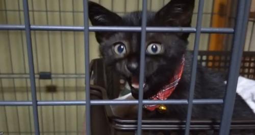 ケージの中で鳴く子猫