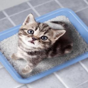 猫に『トイレトレーニング』を上手に教えるポイント5つ 覚えられないときの原因や見直したいことまで