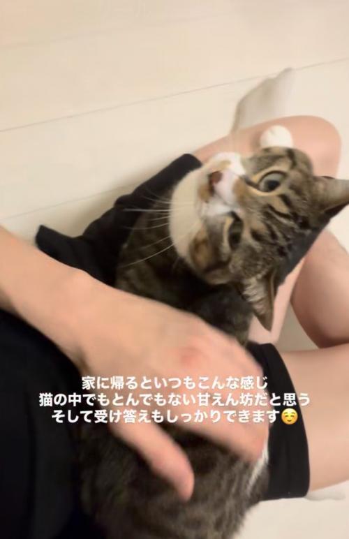 人の膝の上で顔を見上げる猫