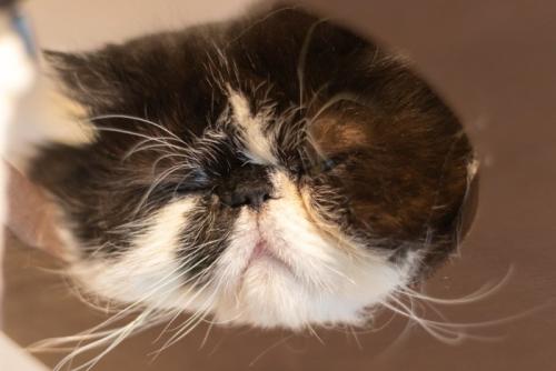 めんどくさそうな猫