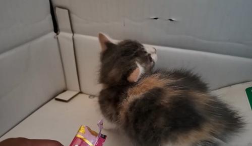 段ボールの中で後ろを振り返る子猫