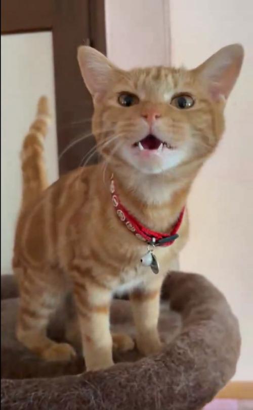 一生懸命鳴く子猫