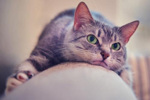 めんどくさそうな猫2