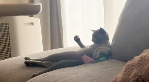ガッツポーズする猫
