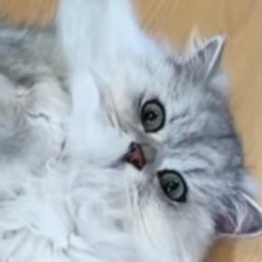 暑い夏、猫たちを見ると無防備な姿でくつろいでいて…「なんて可愛いんだろうw」「なんか感動した」微笑ましい光景に癒される人が続出