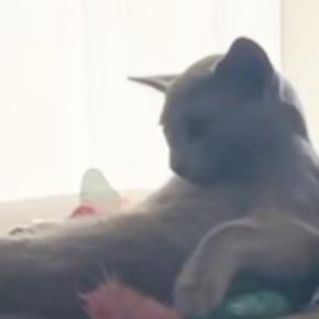 ソファでくつろぐ猫→カメラを向けてみたら…『予想外すぎる行動』が134万再生「人間味あっておもろいw」「想像以上で笑った」と爆笑の声