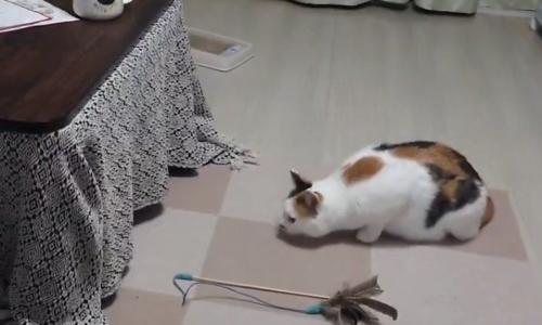 こたつを見つめる三毛猫