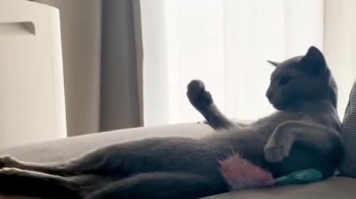猫の握り拳
