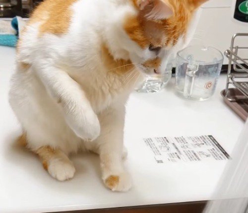 シャワーから出ている水を見つめる茶白猫