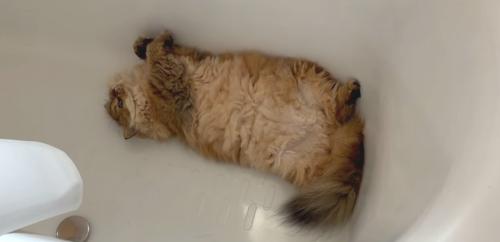 バスタブにいる茶猫