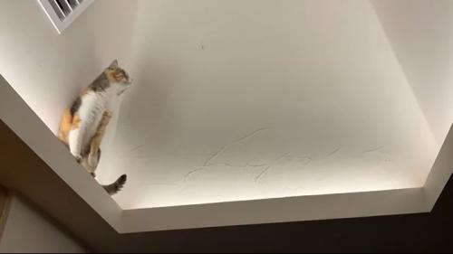 虫を捕まえたいモモちゃん