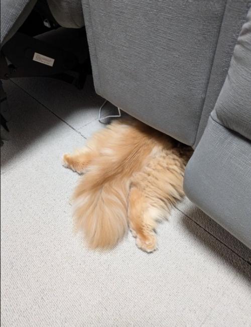 ソファの下に潜る猫