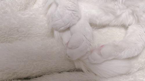 手足の肉球が見え隠れしている様子