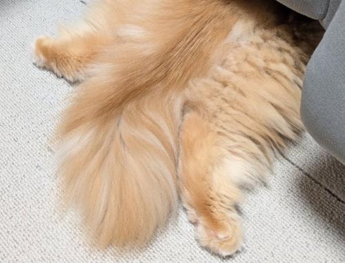 猫の後ろ足