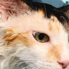 お風呂に入れられた猫→逃げ出すかと思いきや…想像以上に『お風呂大好き』な光景が37万再生「すごい気持ちよさそう」「猫卒業してるw」