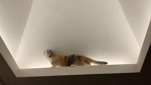 虫を見上げるモモちゃん