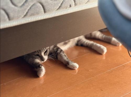 ベッド下に猫