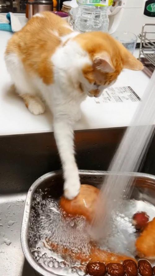 水に浮いているリンゴに前足を伸ばす茶白猫