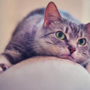 猫が『面倒くさがっている』ときにみせる仕草4つ 気分を見極めるコツから上手な関わり方まで