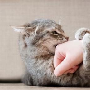 『気性が激しい猫』に当てはまりやすい特徴5つ 怒りっぽくなる理由や心がけたい接し方