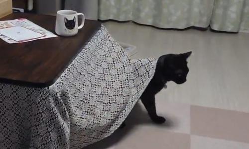 こたつから出てくる黒猫