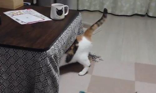 こたつに吸い込まれていく様子の三毛猫