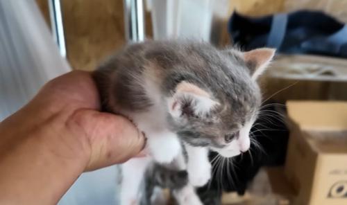 片手で抱き上げられた小さな子猫
