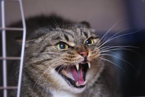 シャーする猫1