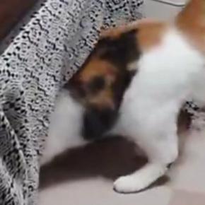 「すごいマジック」こたつの中に入っていった三毛猫→次の瞬間…まさかの光景に3万いいね「タネも仕掛けもニャイ」「笑っちゃった」