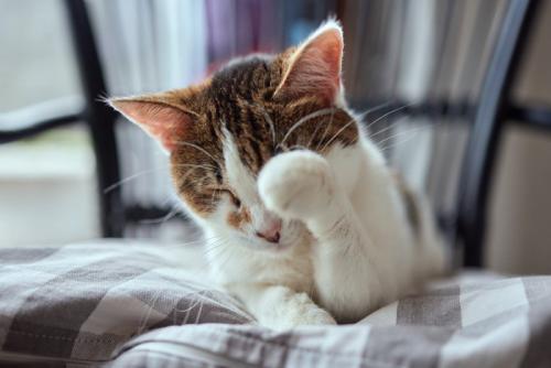 目を擦る猫