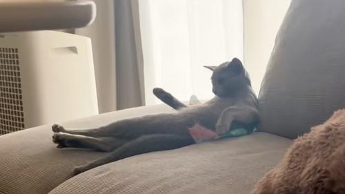 前足を上げる猫