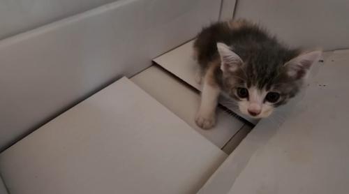 段ボールの中からこちらを見つめる子猫