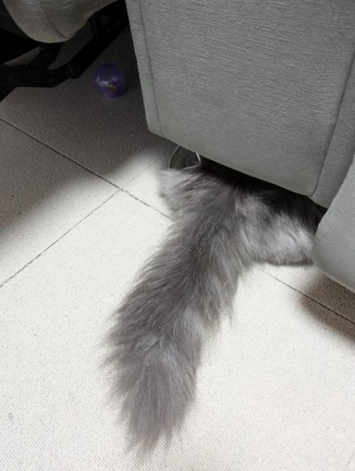 隠れる猫