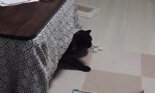 こたつからひょっこりと顔を出す黒猫