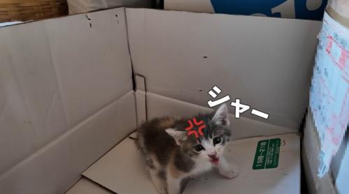 口を開けて鳴く子猫