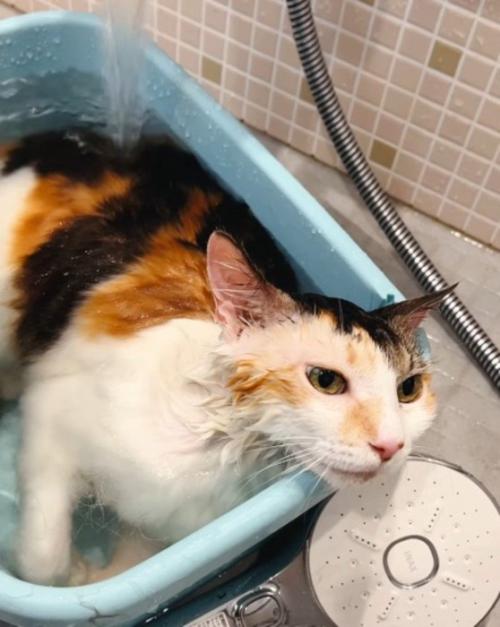 お風呂に入って気持ち良さそうな表情になっている三毛猫