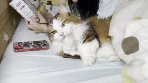 前足をなめる猫