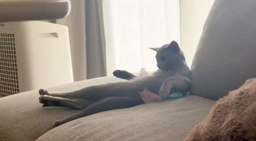 ソファでくつろぐ猫
