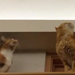 天井にいた蚊を追いかけ始めた猫→『他の猫たち』も続々と集まってきて…圧巻の光景が44万再生「安心して寝られるｗ」「興味津々だね」